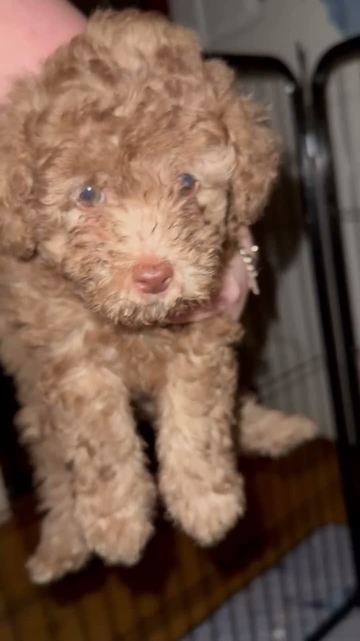 Toy Poodle dogs for sale: Honey 🤎🐻 - Video 1