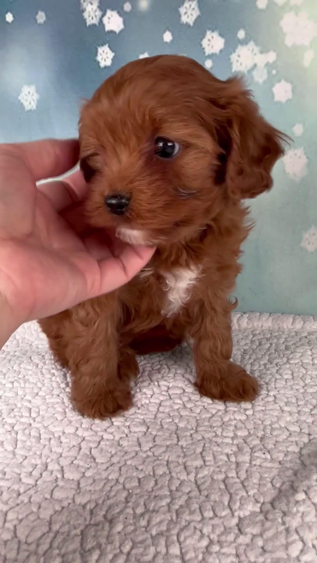 Cavapoo dogs for sale: Eden - Video 1