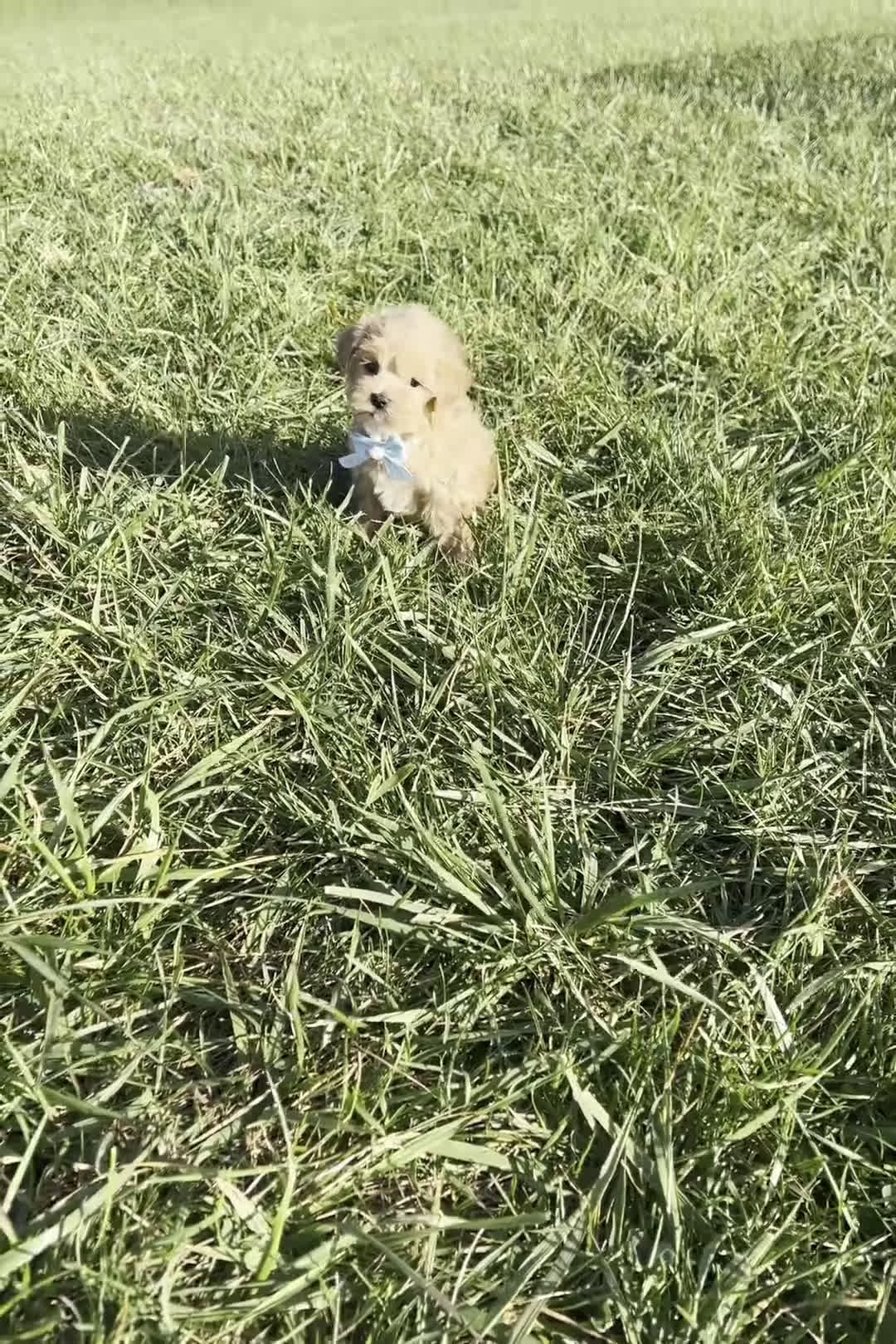 Maltipoo dogs for sale: Anita  - Video 1