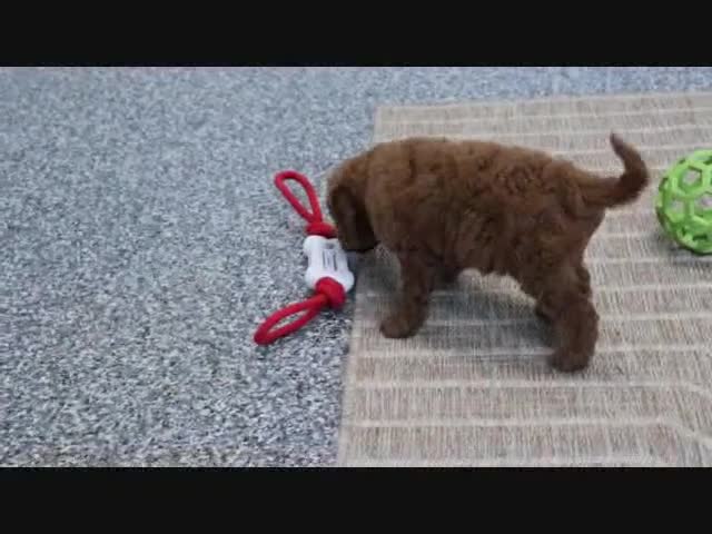 Mini Goldendoodle dogs for sale: Fallon - Video 7