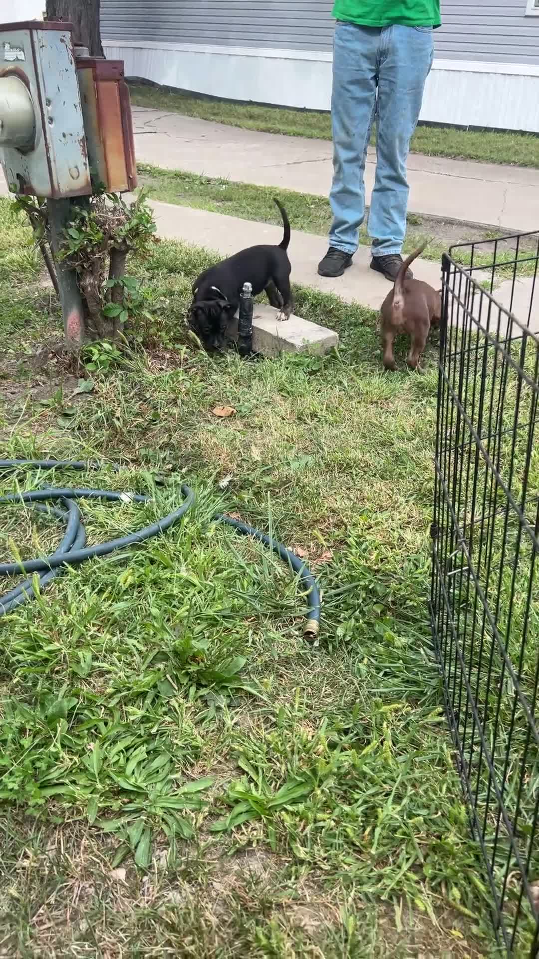 American Bully dogs for sale: American Bully 7 - Video 1