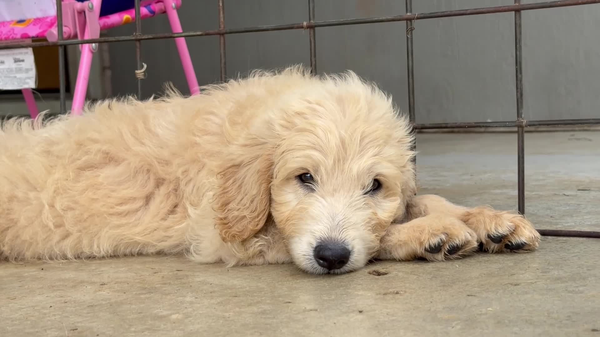 Mini Goldendoodle dogs for sale: Male- WINSTON  - Video 1