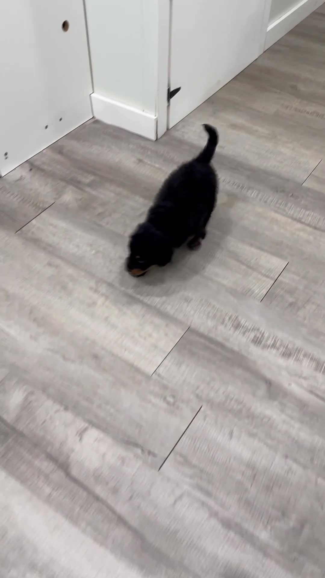 Mini Bernedoodle dogs for sale: Bonnie - Video 1