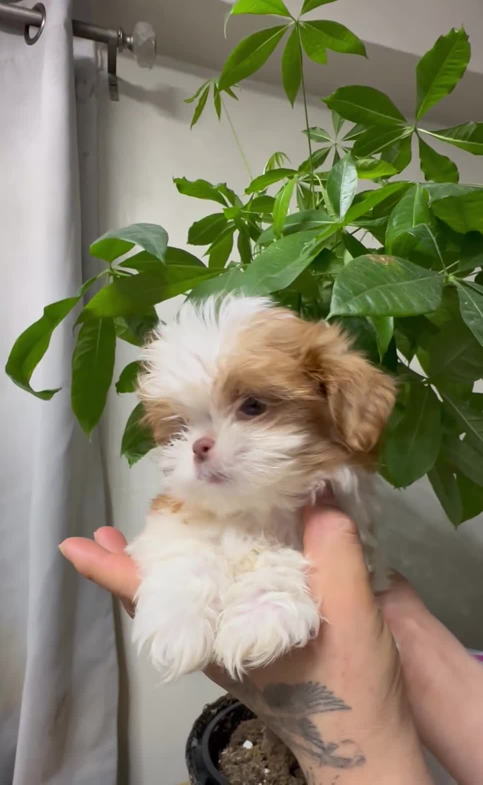 Shih Tzu dogs for sale: Teacup milo - Video 1