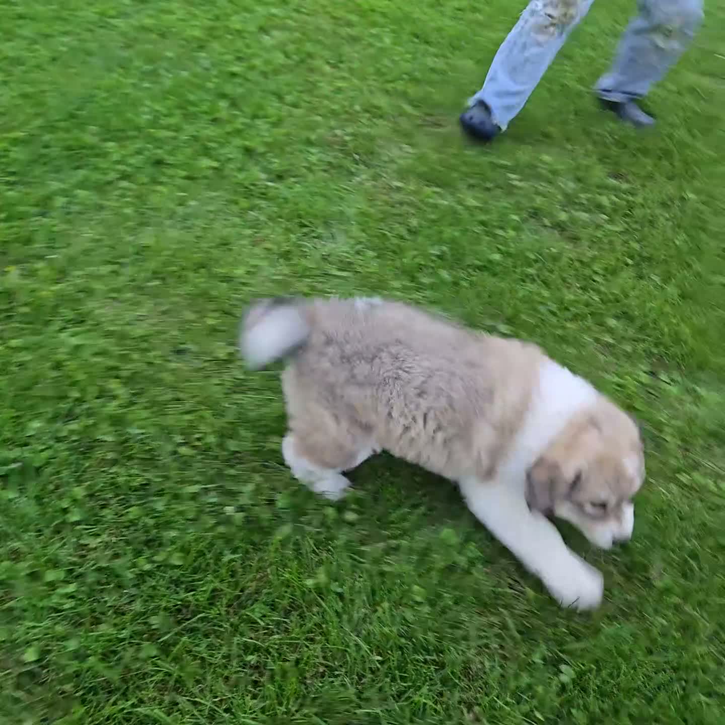 Great Pyrenees dogs for sale: Macy - Video 1