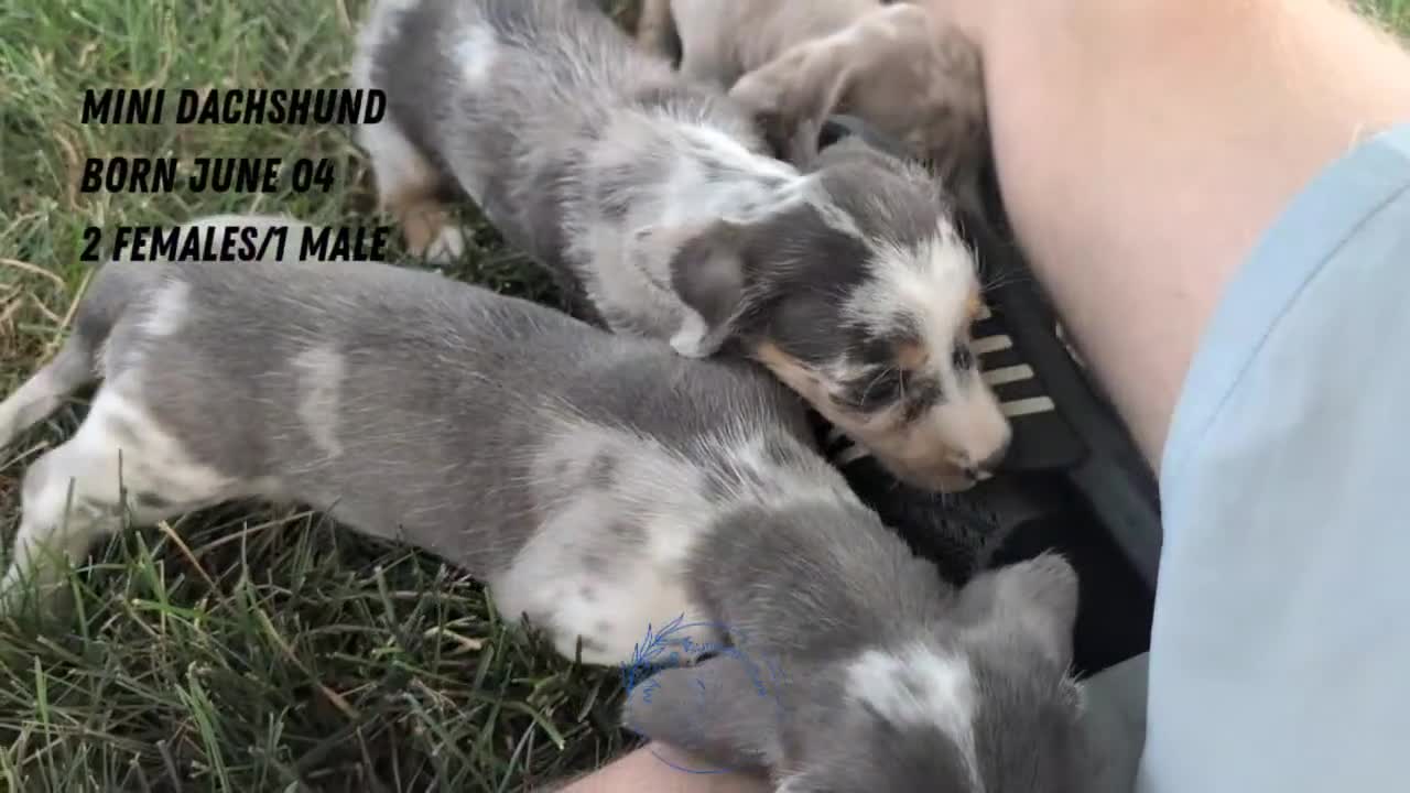 Miniature Dachshund dogs for sale: Kya - Video 3