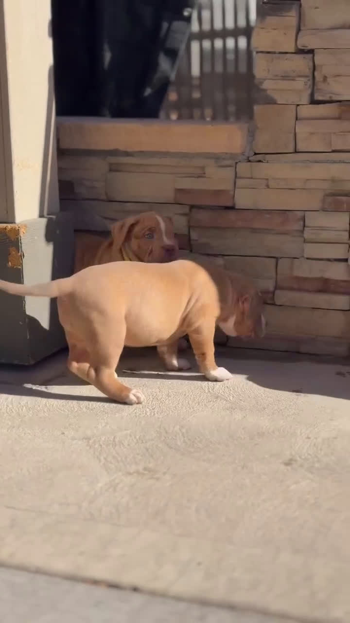 American Bully dogs for sale: American Bully Puppy 2 - Video 1