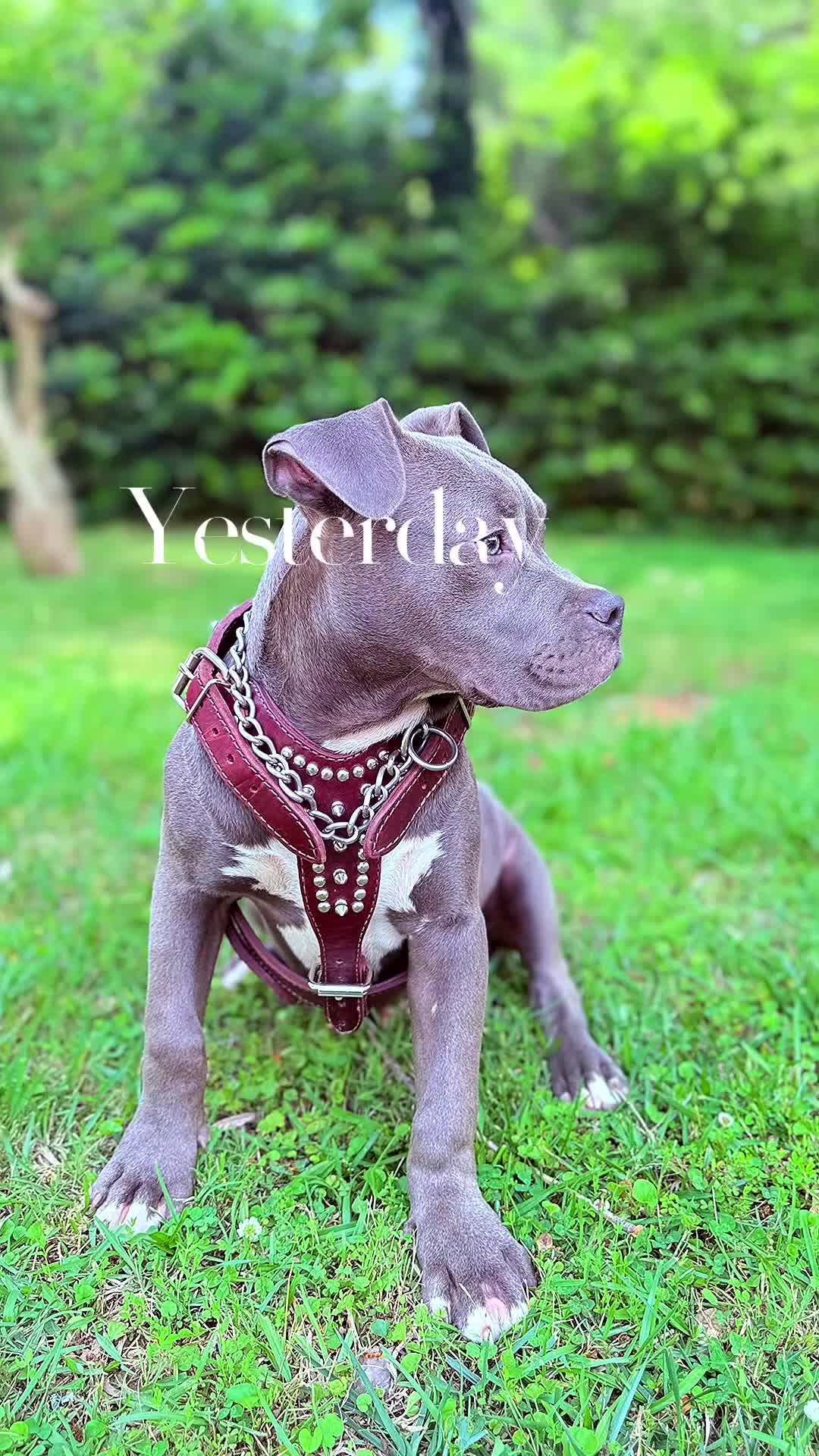 American Bully dogs for sale: Joker - Video 1