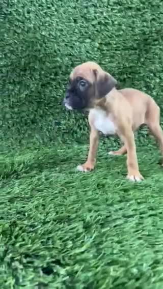 Boxer dogs for sale: Mac - Video 1