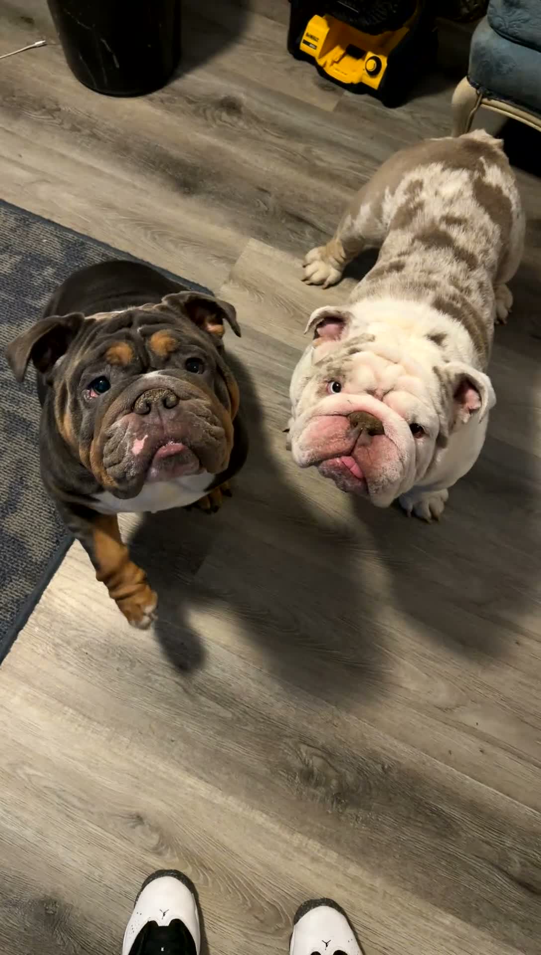 English Bulldog dogs for sale: English Bulldog 2 - Video 1