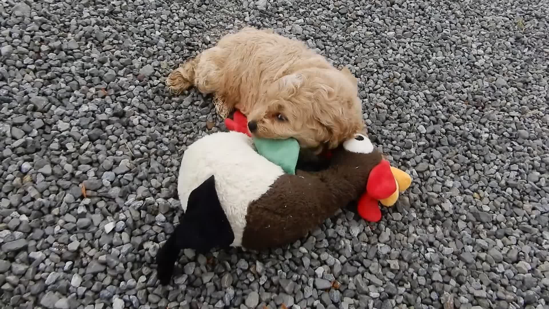 Cockapoo dogs for sale: Tux - Video 2