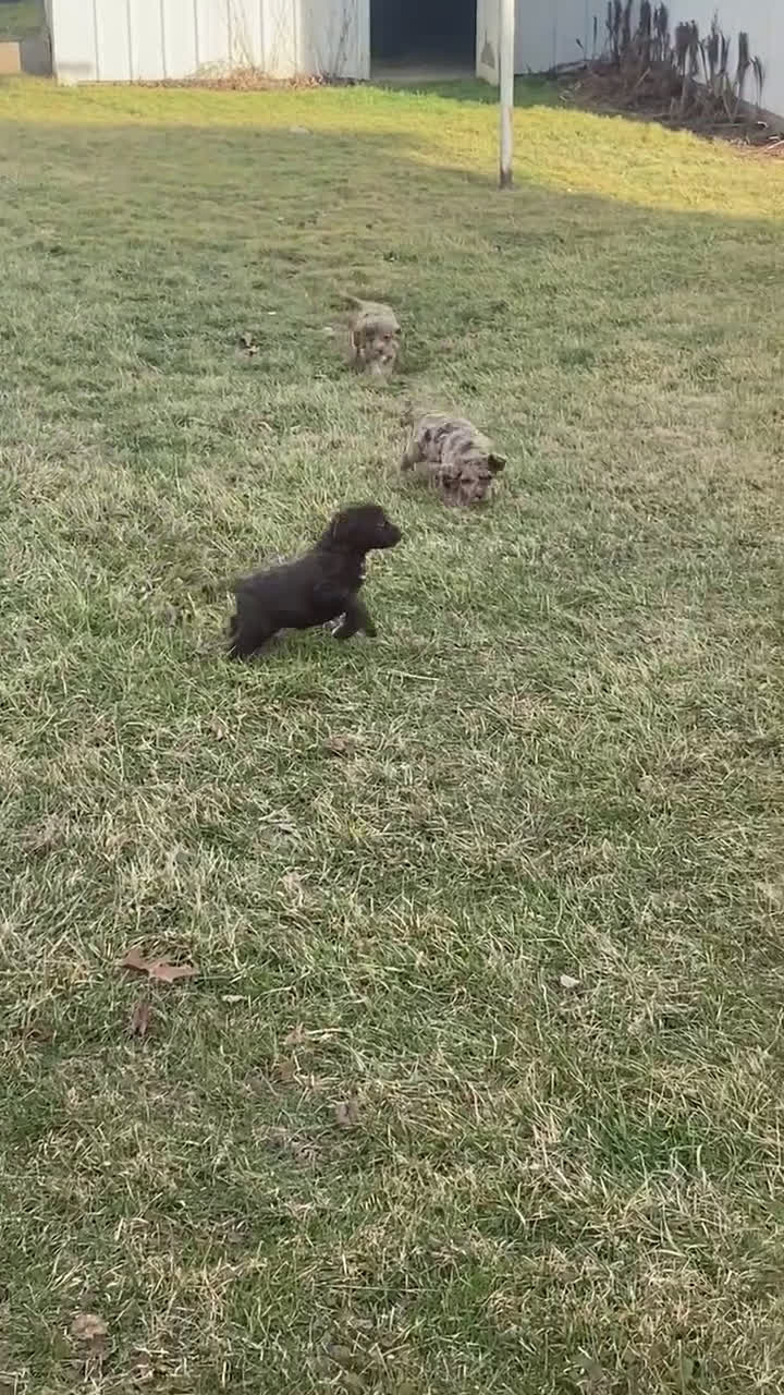 Miniature Labradoodle dogs for sale: Roxy - Video 1