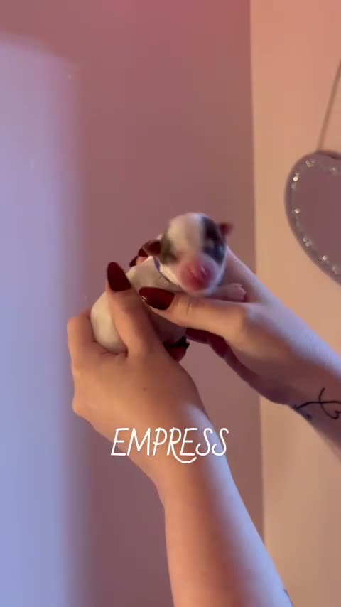 Yorkshire Terrier dogs for sale: Empress  - Video 1