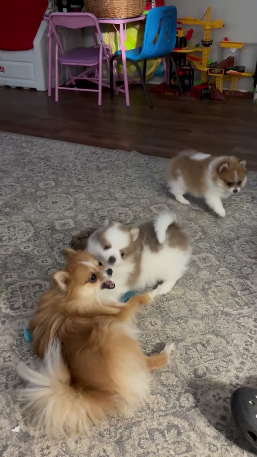 Pomeranian dogs for sale: Billy - Video 1