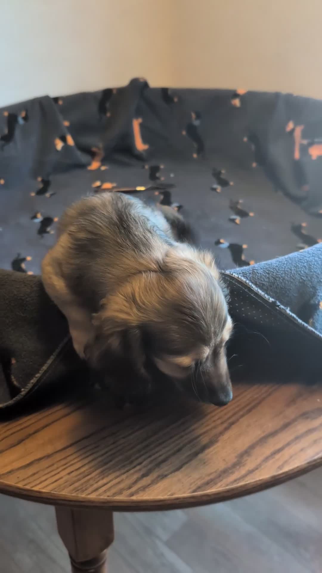 Miniature Dachshund dogs for sale: Sherlock  - Video 1