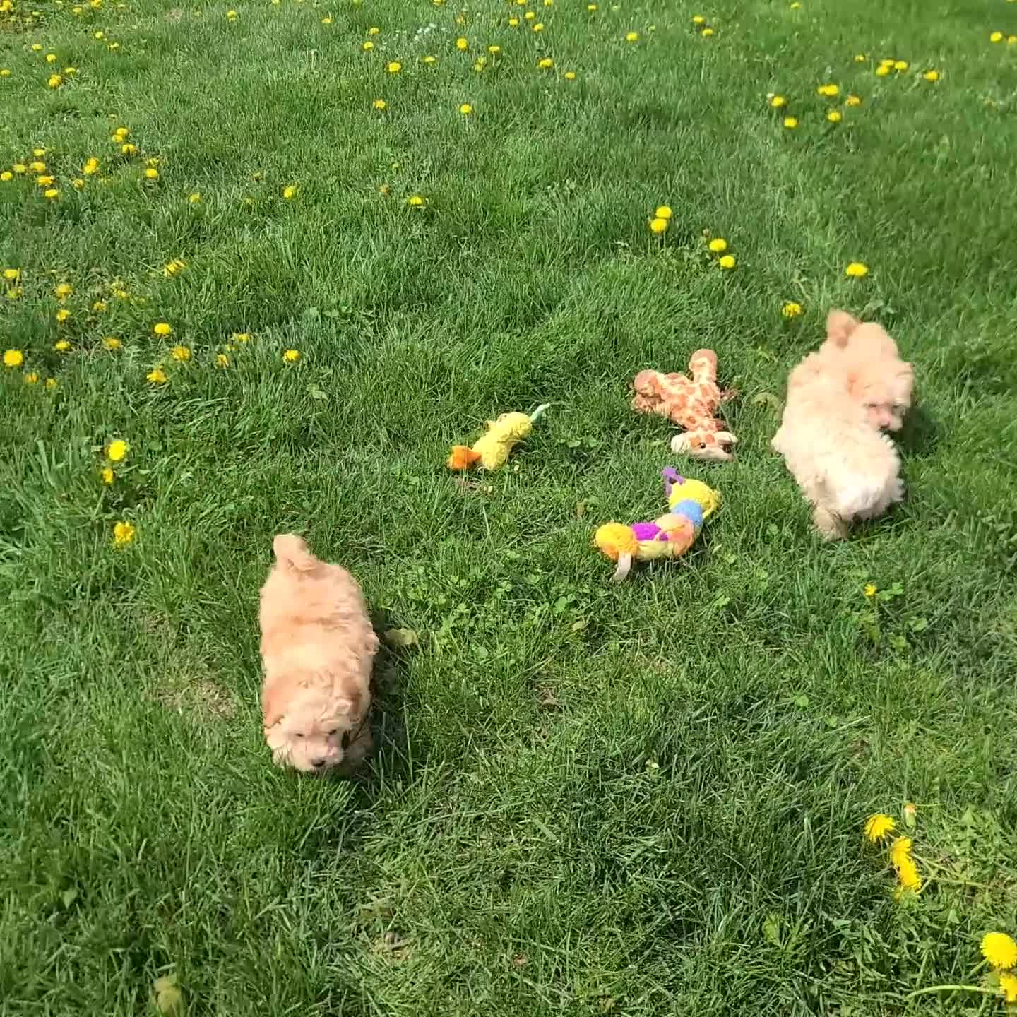 Maltipoo dogs for sale: Jessica - Video 2