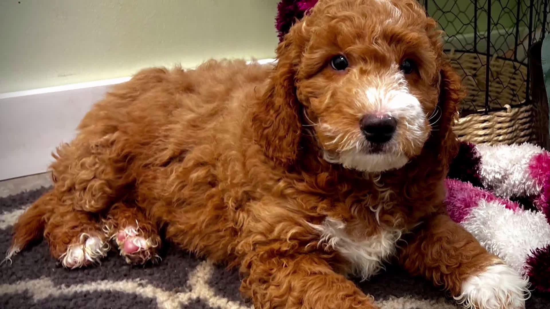 Mini Goldendoodle dogs for sale: Bravo (Miniature Boy) - Video 1