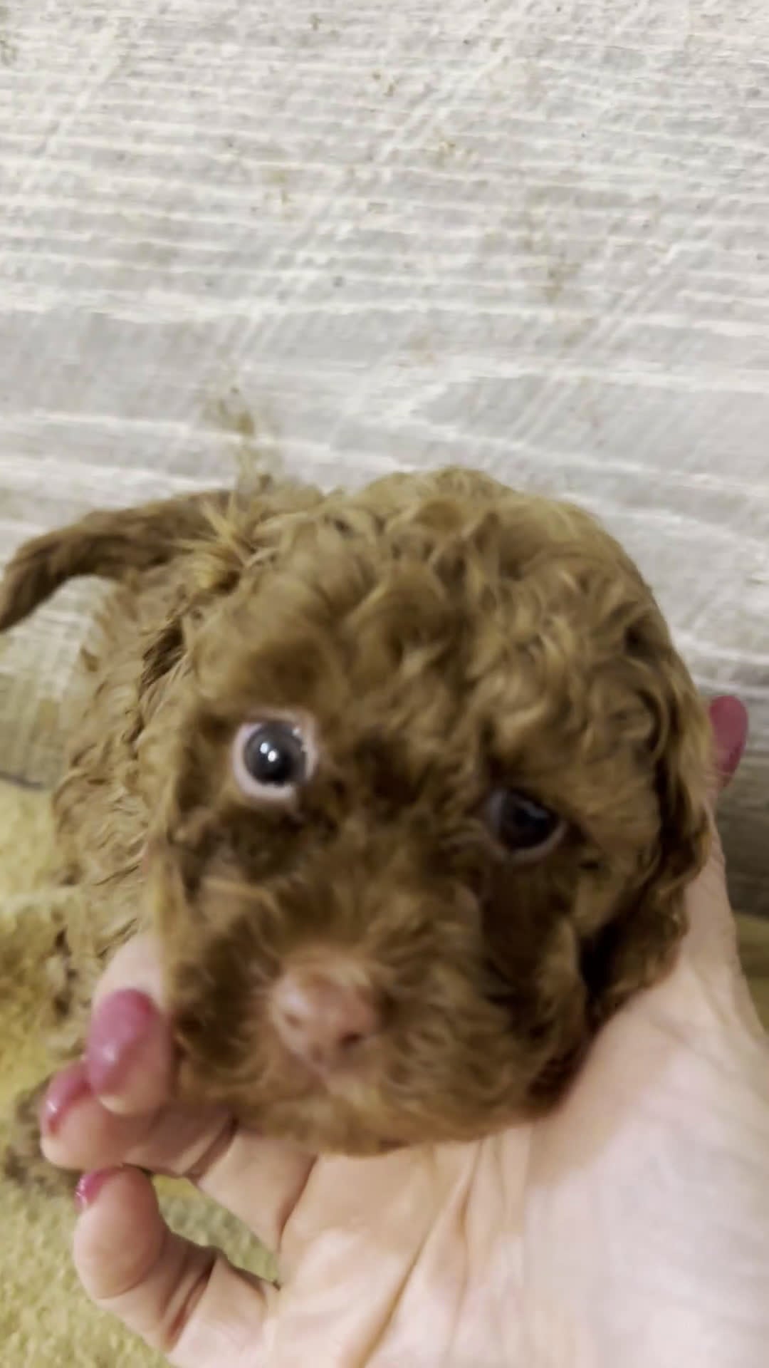 Toy Poodle dogs for sale: Hunter- AKC Teacup/Toy Poodle  - Video 1