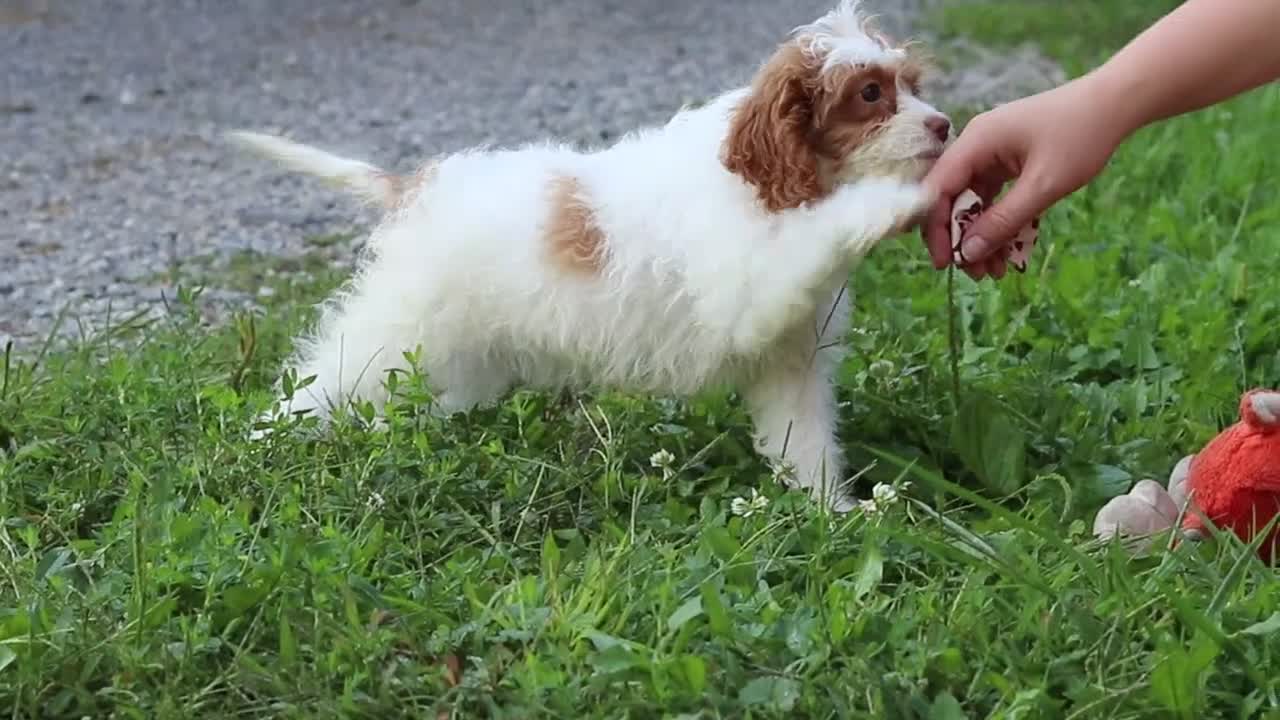 Cavapoo dogs for sale: Jessica - Video 1