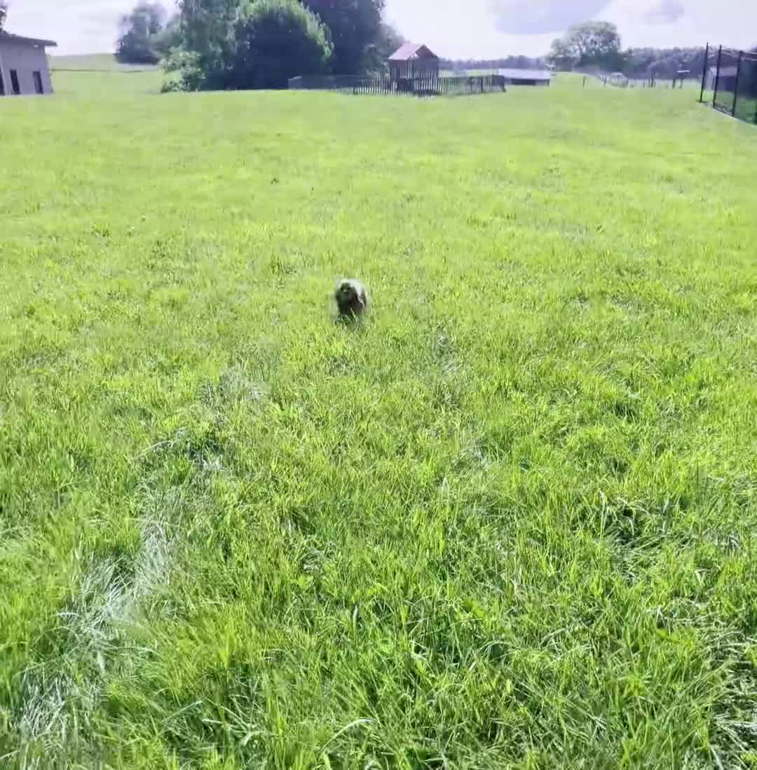 Cocker Spaniel dogs for sale: Daisy  - Video 1