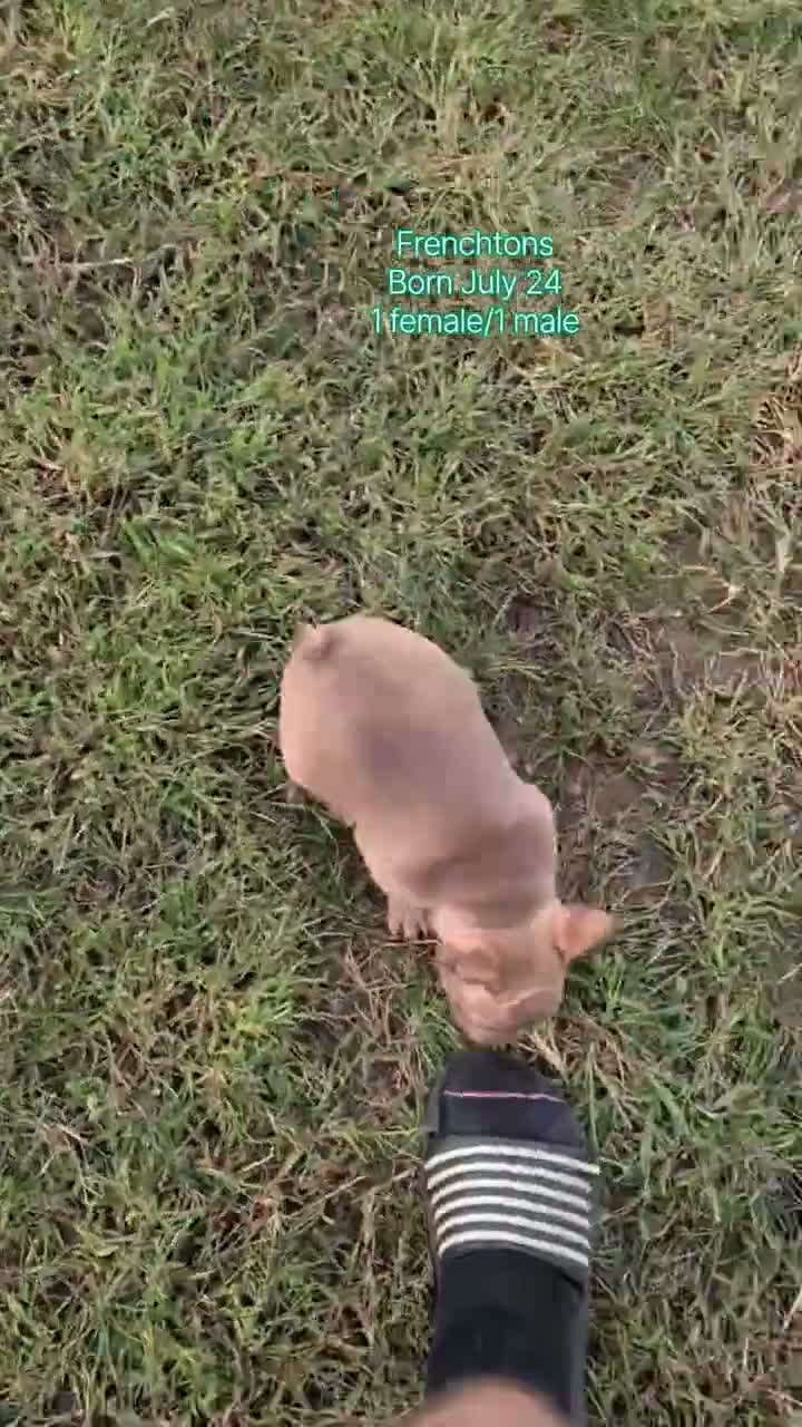 Frenchton dogs for sale: Shiloh - Video 3