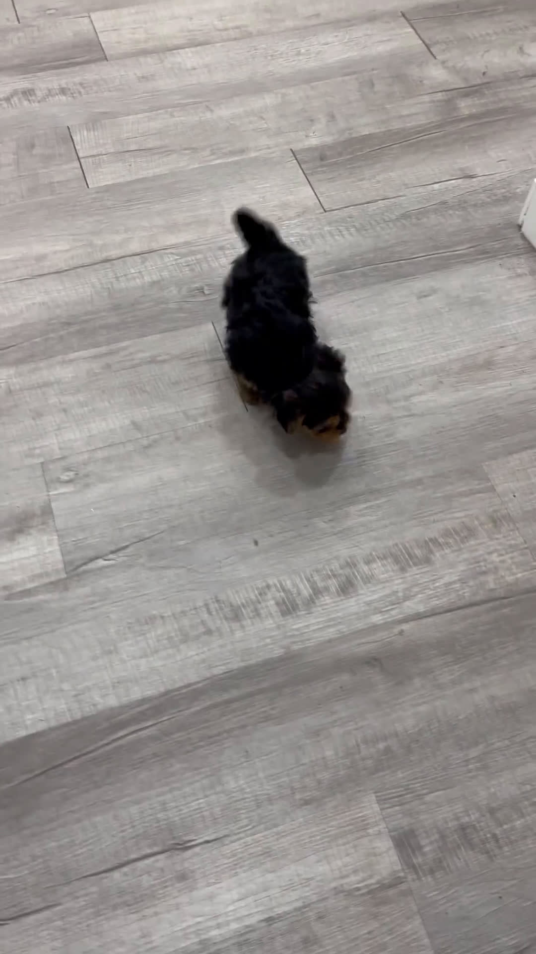 Yorkshire Terrier dogs for sale: Tyson - Video 3