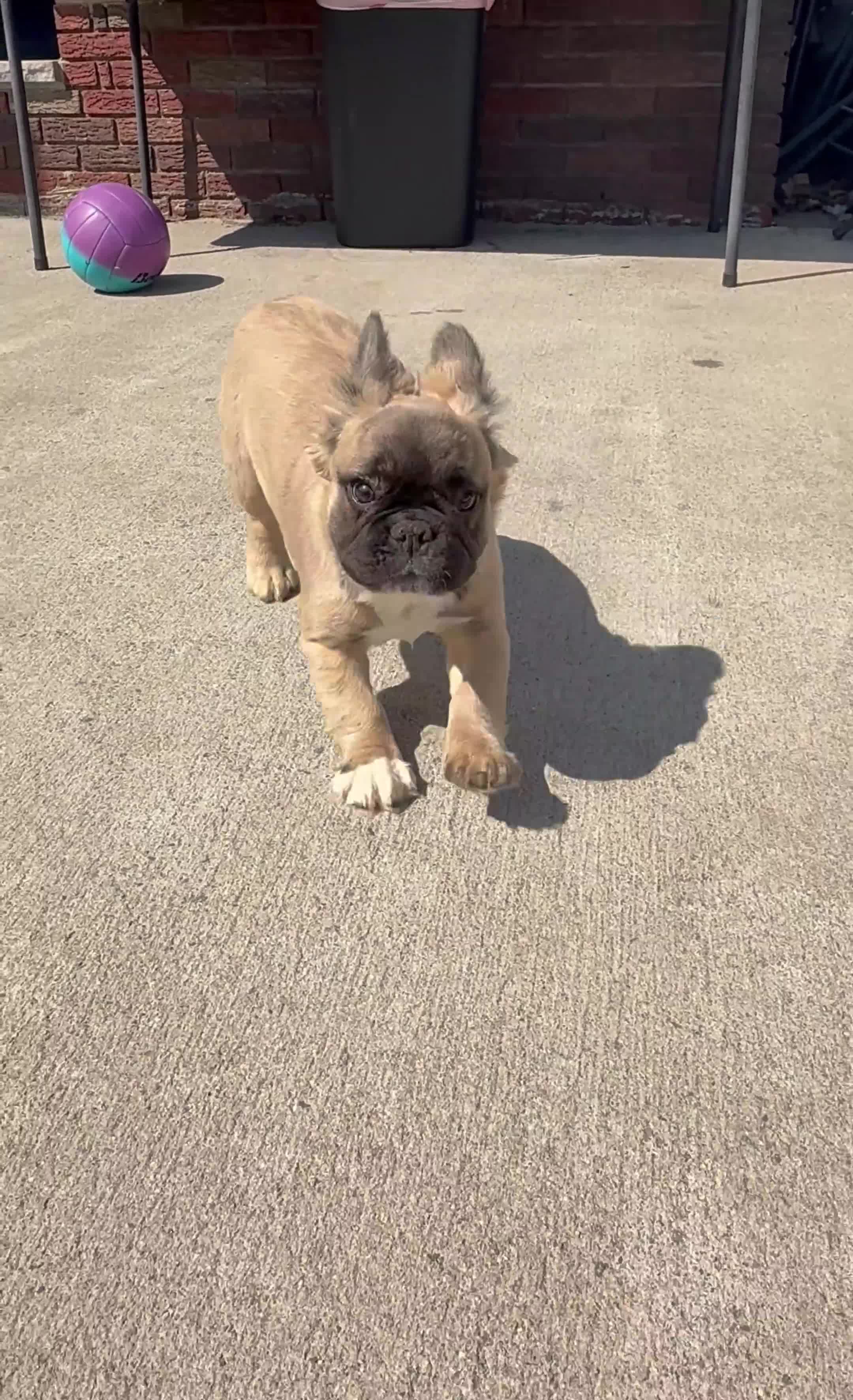 French Bulldog dogs for sale: Biscuit - Video 1