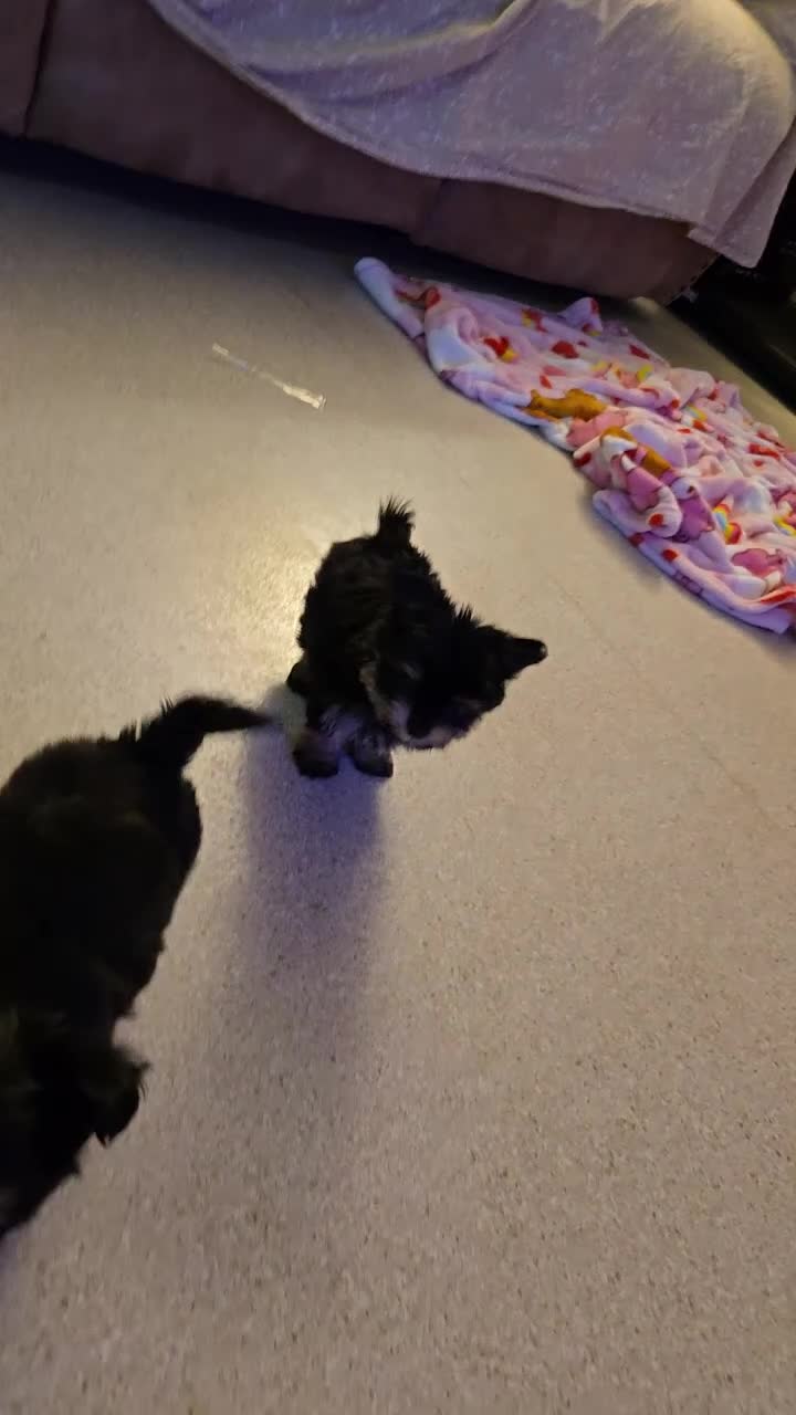 Mixed Breed dogs for sale: Little Debbie - Video 2
