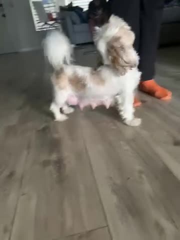 Malshi dogs for sale: Brownie  - Video 1