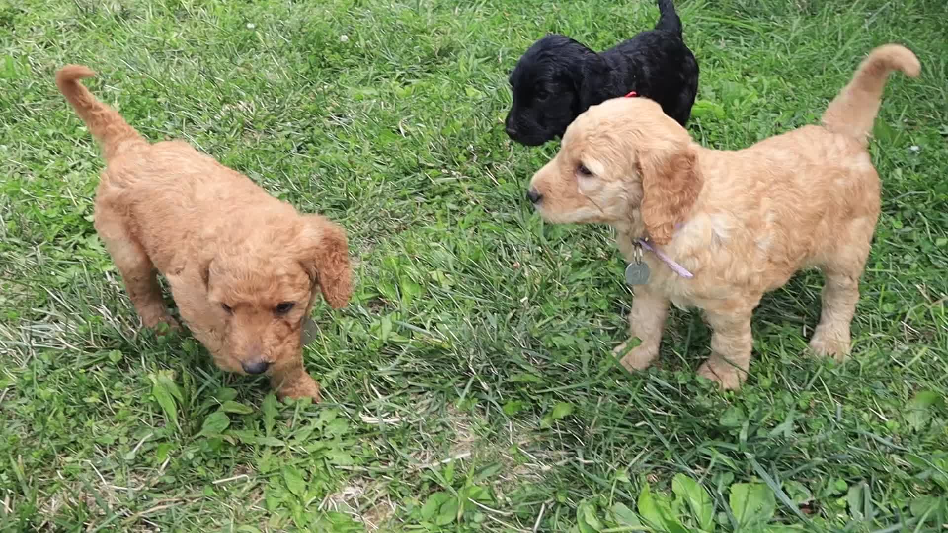 Goldendoodle dogs for sale: Noah - Video 8