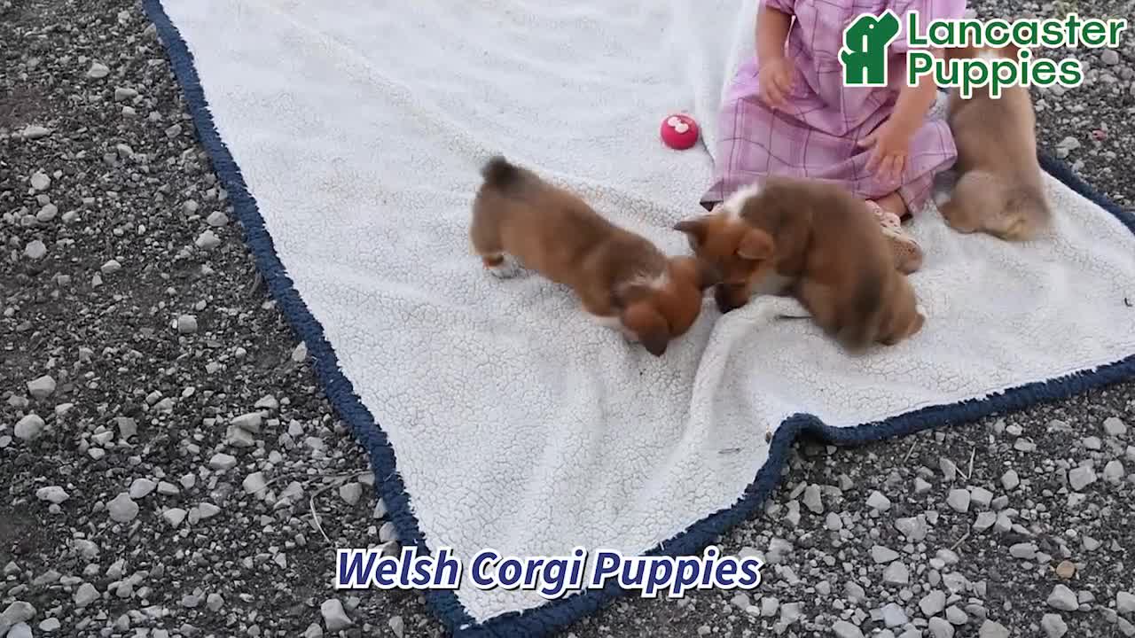 Welsh Corgi Pembroke dogs for sale: Sparky - Video 1