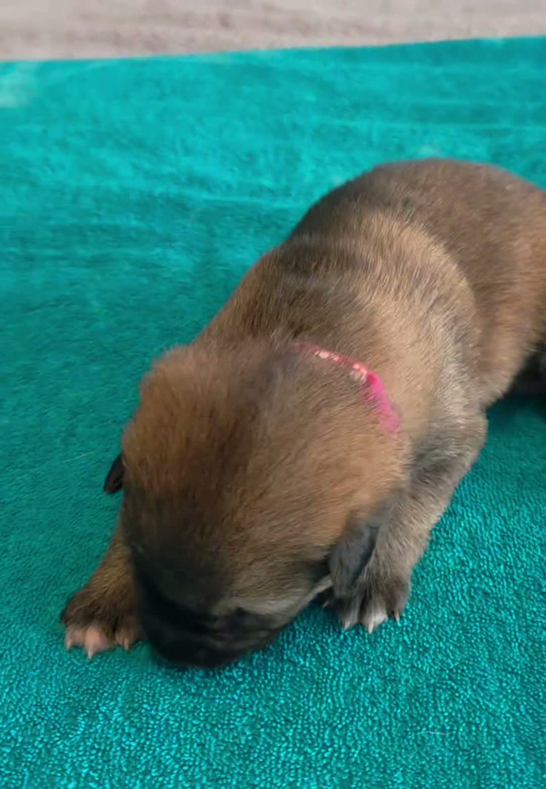 German Shepherd dogs for sale: Molly - Video 1