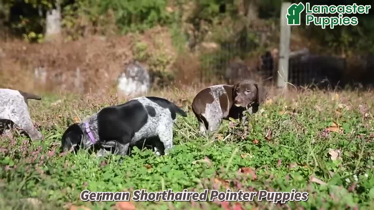 German Shorthaired Pointer dogs for sale: Crystal - Video 1