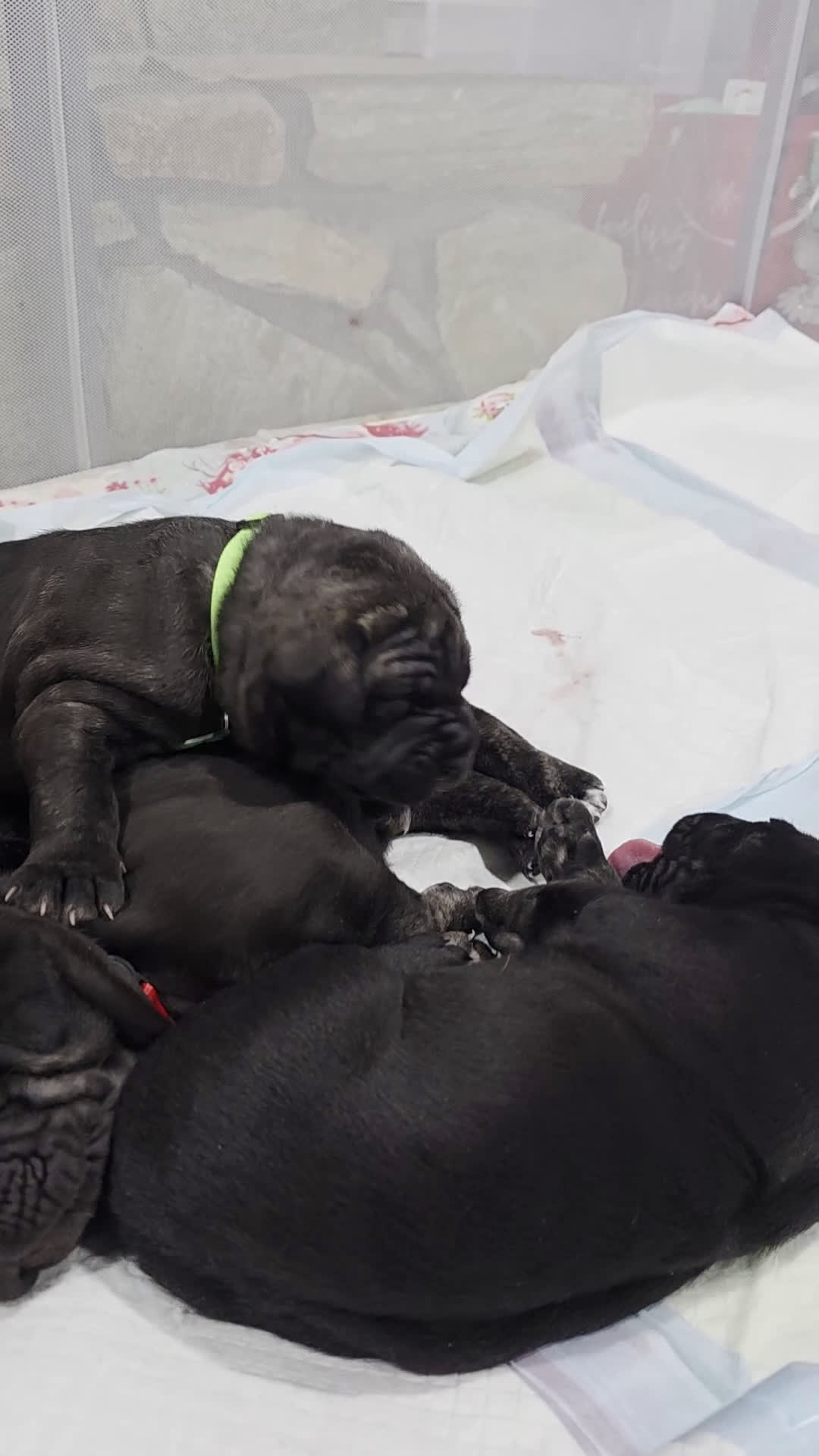 Cane Corso dogs for sale: Ivi - Video 1