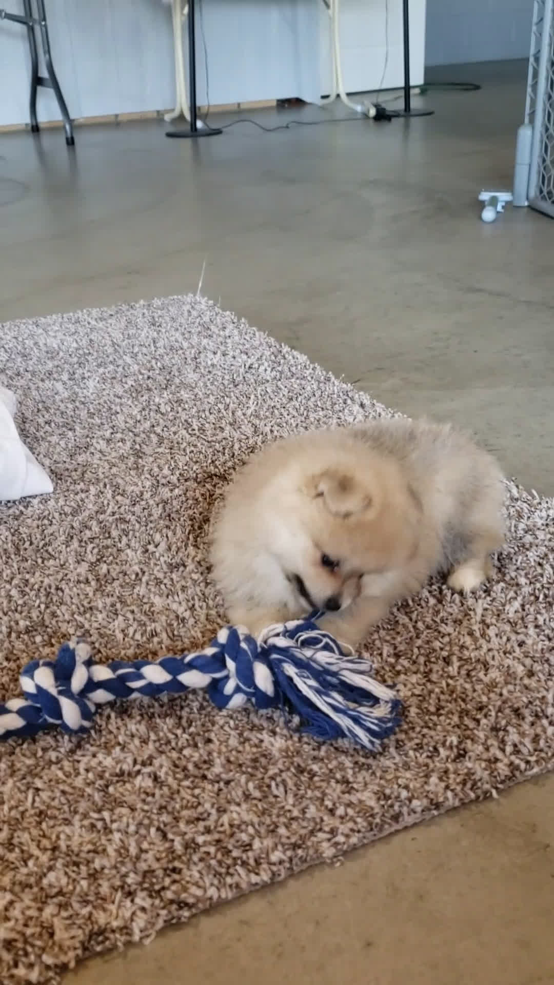 Pomeranian dogs for sale: Carla  - Video 1