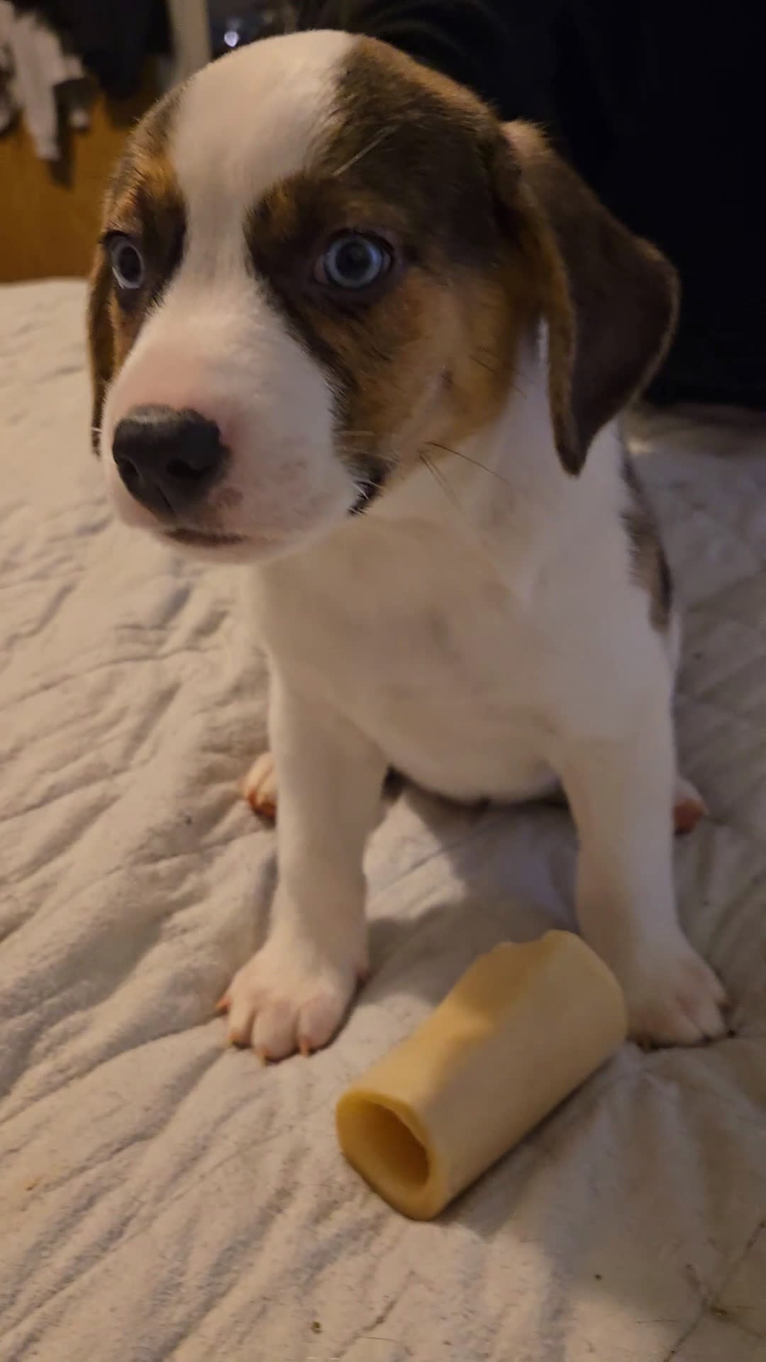 Mixed Breed dogs for sale: BLUE - Video 1