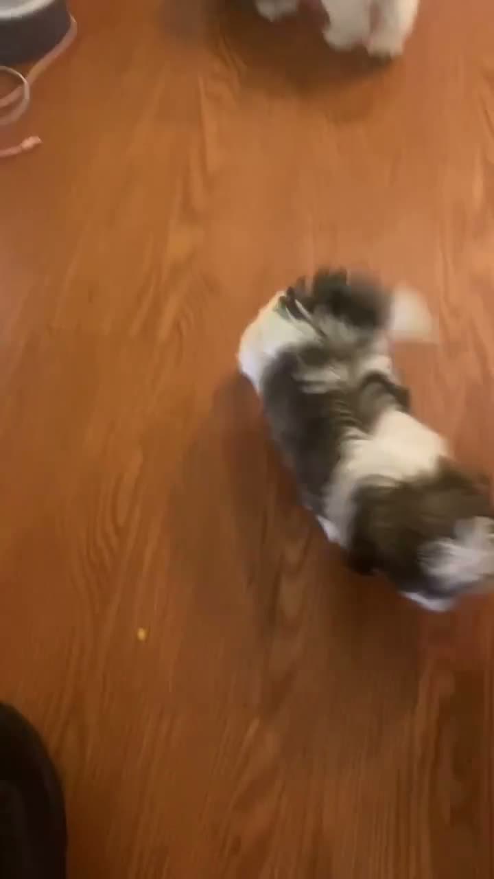 Shih Tzu dogs for sale: Shih Tzu 2 - Video 2