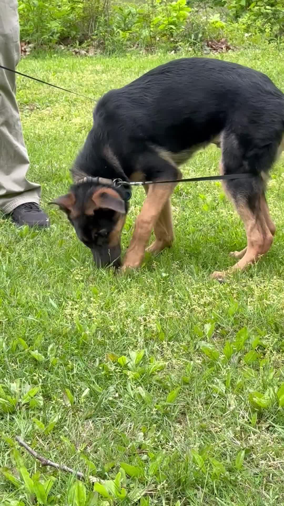 German Shepherd dogs for sale: Duke - Video 3