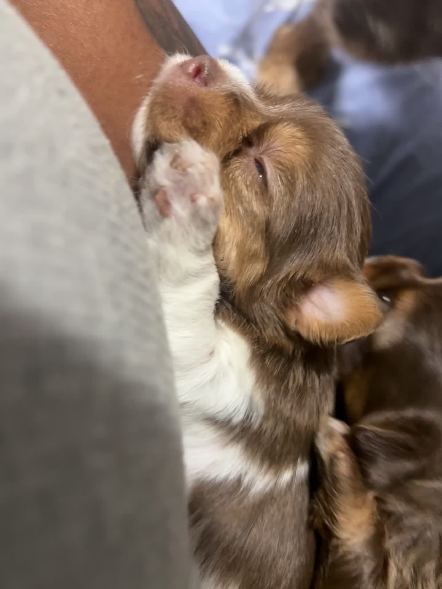 Mixed Breed dogs for sale: Pebbles  - Video 4