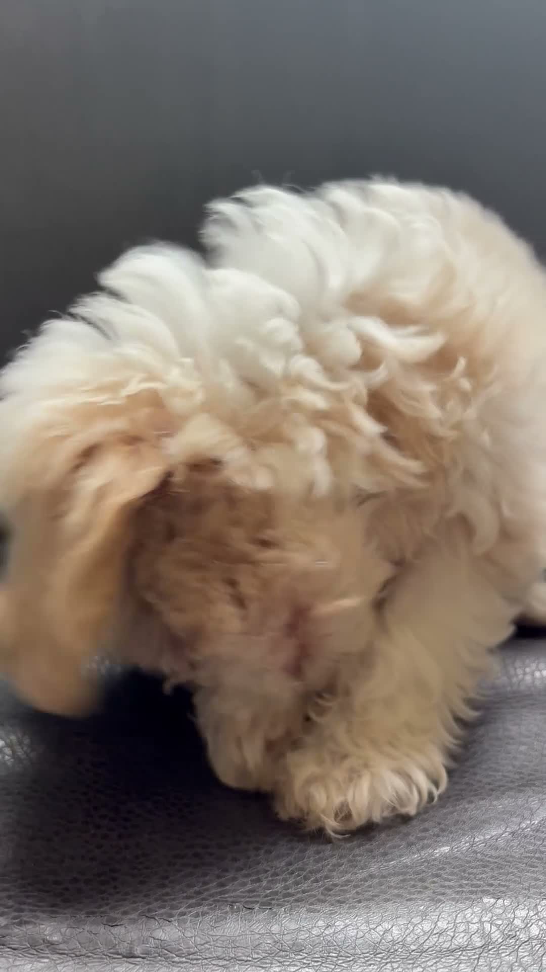Shih Tzu dogs for sale: Leelee - Video 1