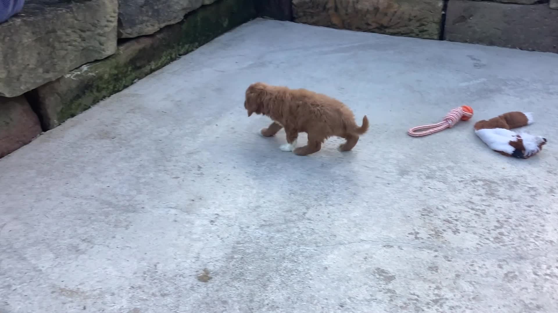 Cavapoo dogs for sale: Warrior - Video 1