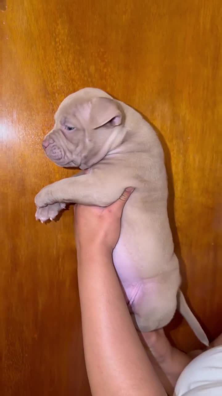 American Bully dogs for sale: American Bully 5 - Video 6