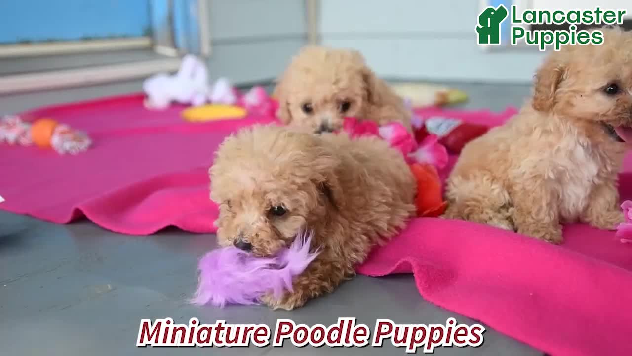 Miniature Poodle dogs for sale: Kenny - Video 1