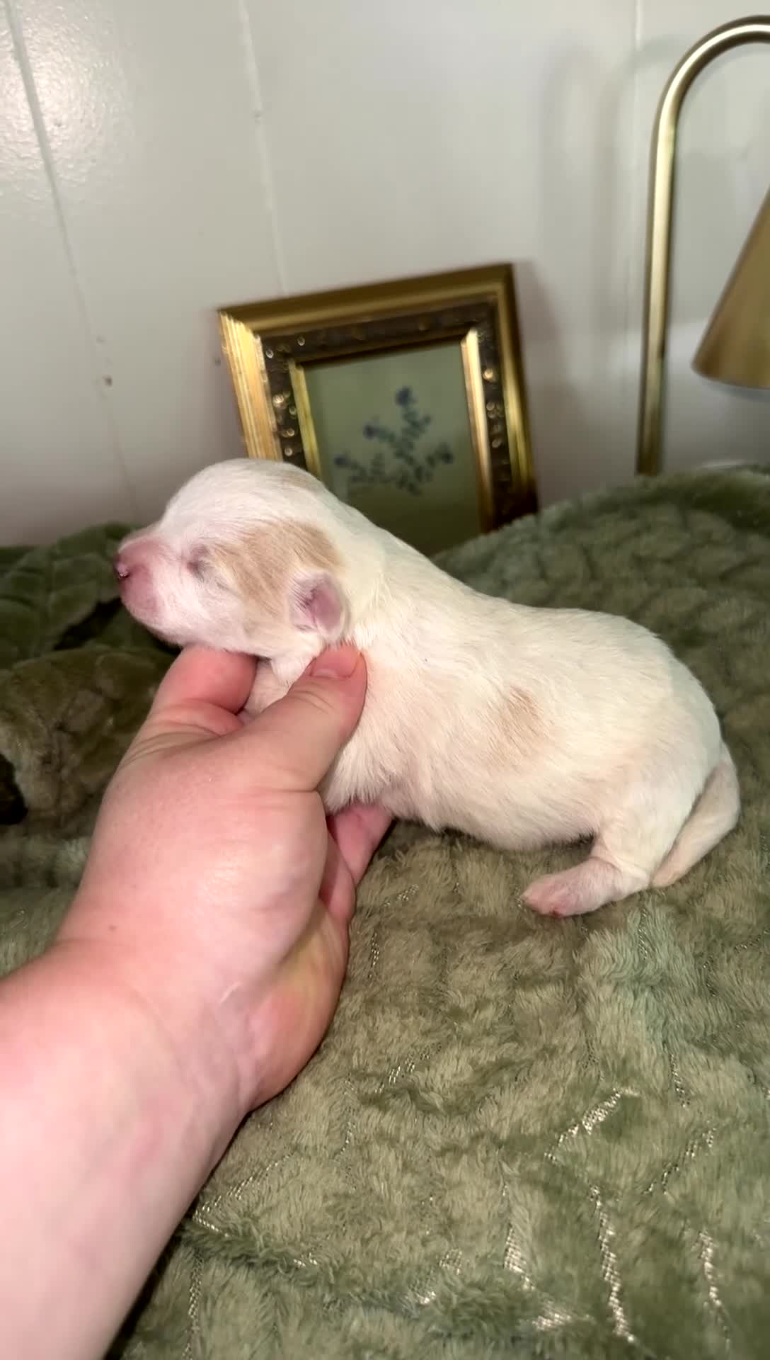 Pomapoo dogs for sale: Pomapoo 1 - Video 1