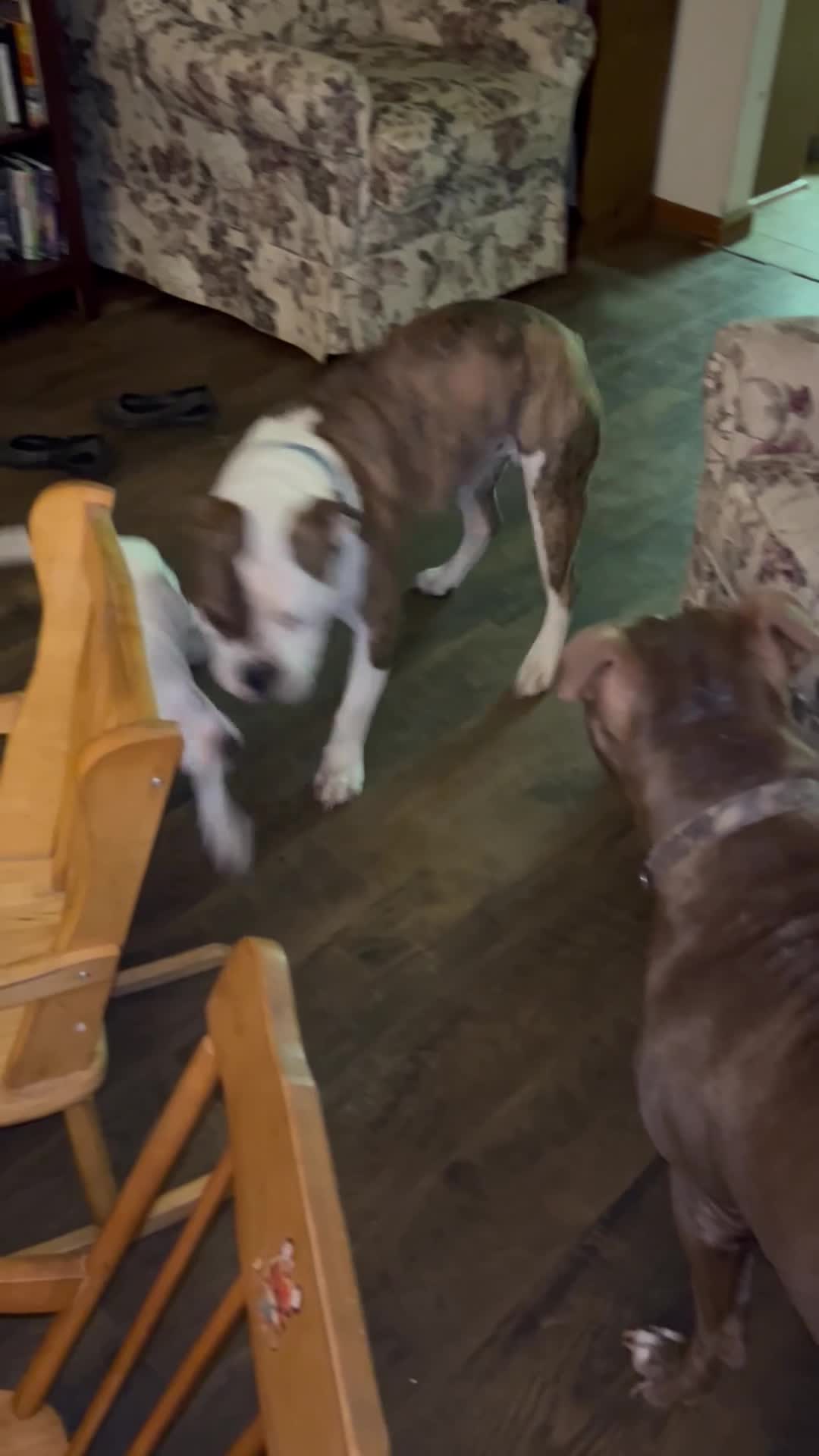 American Pit Bull Terrier dogs for sale: Gatti - Video 4