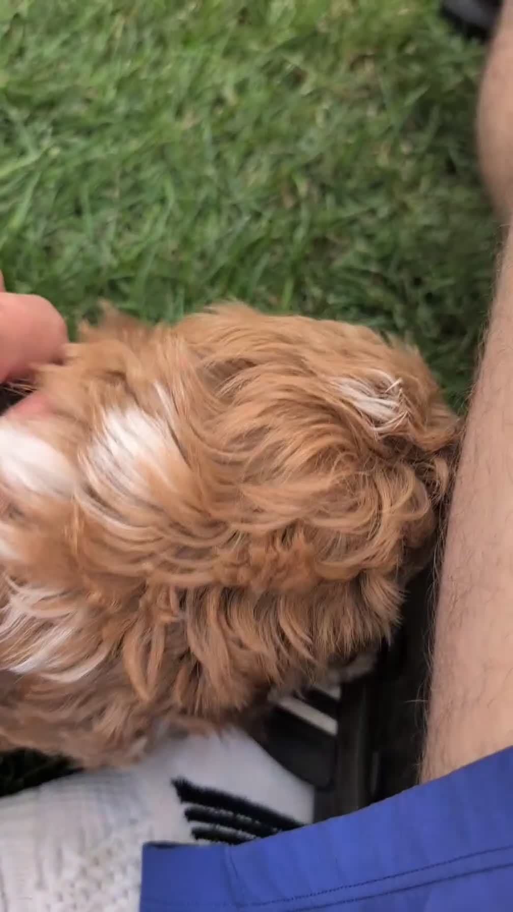 Havapoo dogs for sale: Baxter  - Video 1