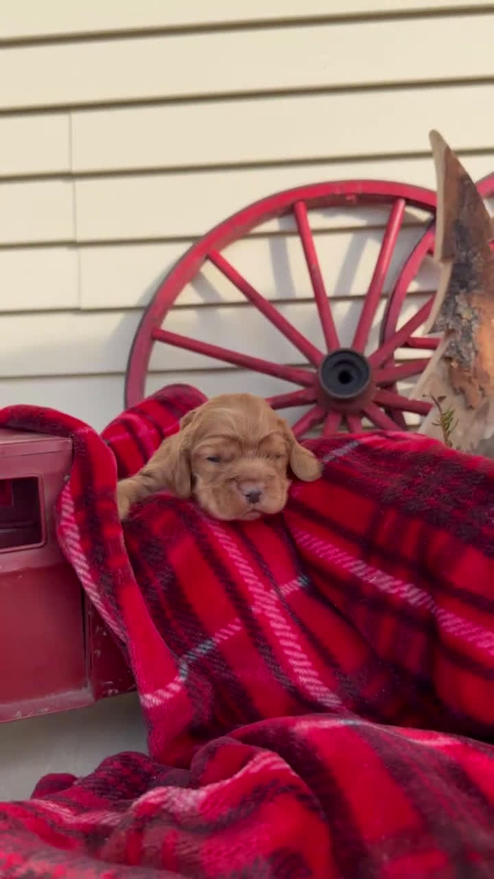 Cocker Spaniel dogs for sale: Archie - Video 1