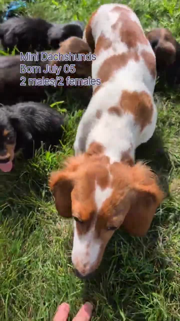 Miniature Dachshund dogs for sale: Rocco - Video 3