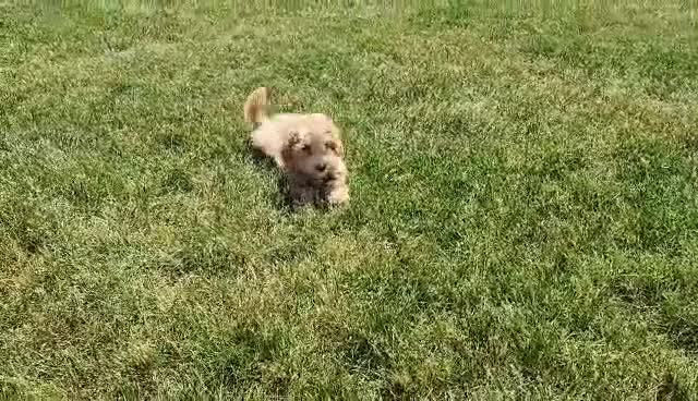 Mini Bernedoodle dogs for sale: Liam - Video 1