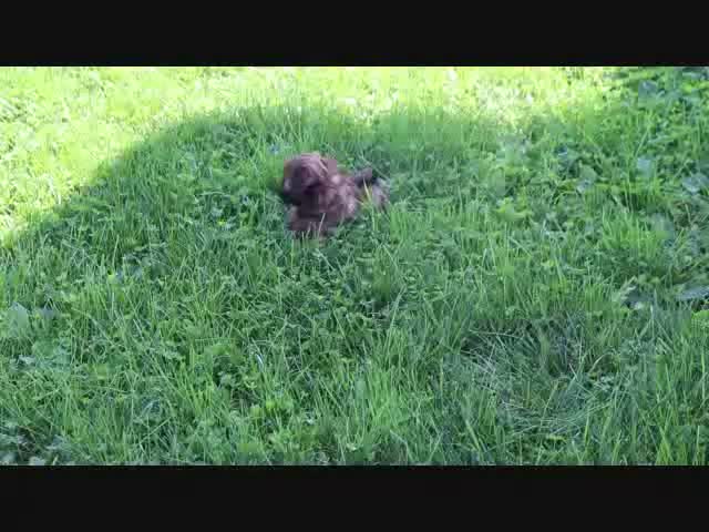 Shihpoo dogs for sale: Sally - Video 1